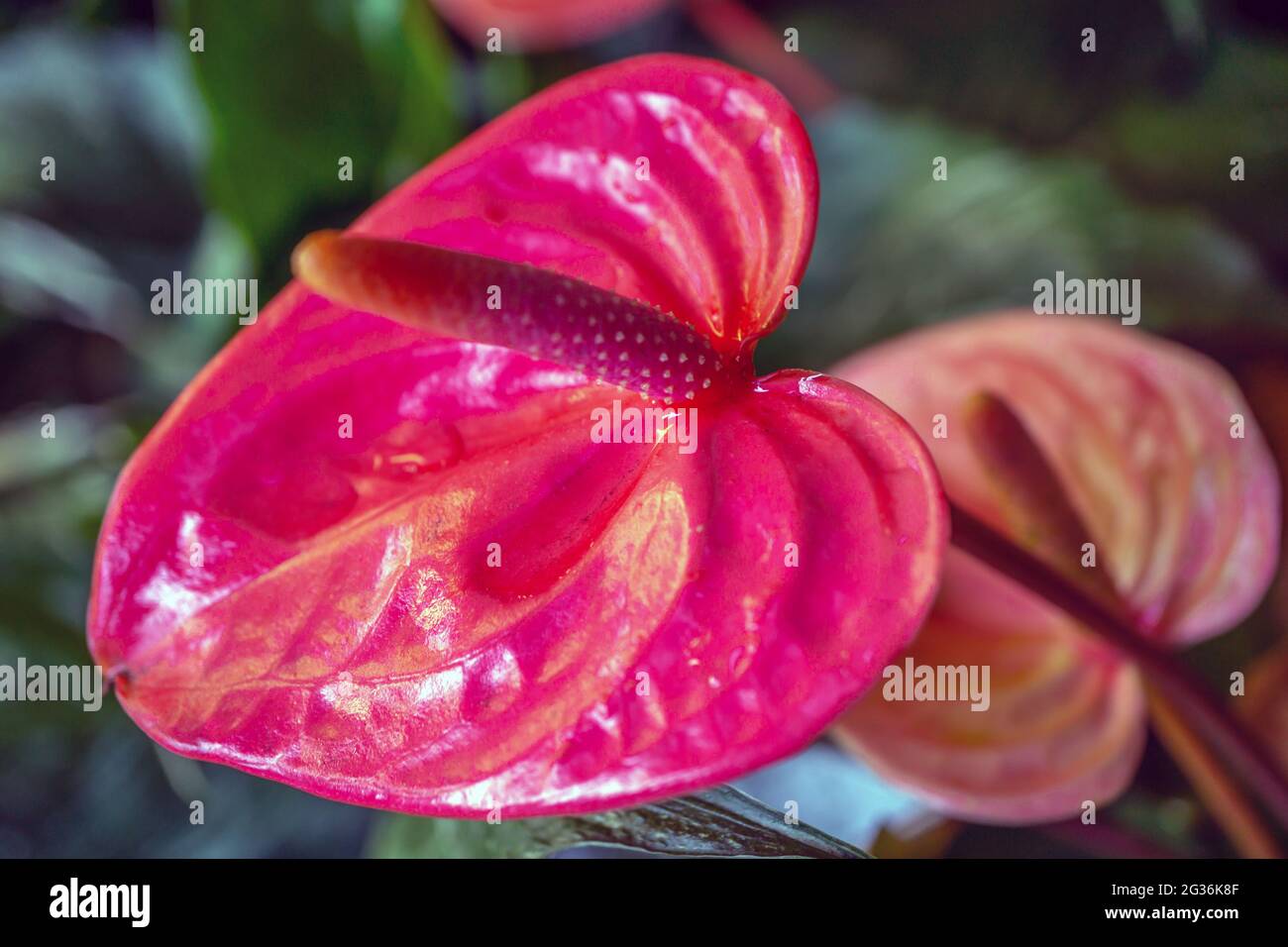 Anthurium, el género más grande de la familia de los arum, Araceae.Los nombres comunes generales incluyen anthurium, sastres, flamingos y laceleaf Foto de stock
