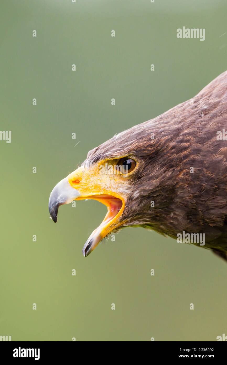 Halcón de harris (Parabuteo unicinctus), retrato con pico abierto