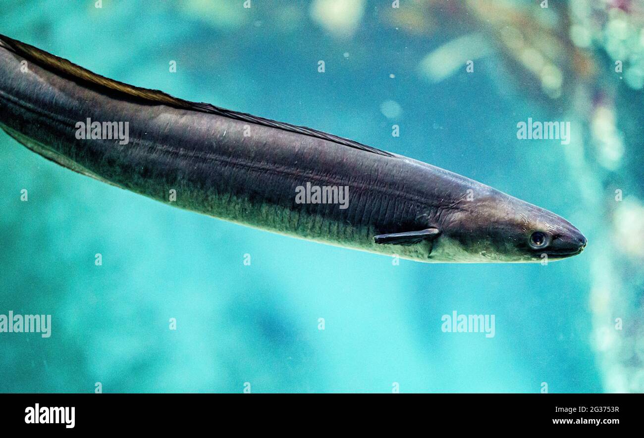 14 De Junio De 21 Schleswig Holstein Tonning Una Anguila De Caracola De Unos 1 5 Metros De Largo Nadando En El Acuario Del Mutimar Wattforum El Animal Se Habia Vuelto Demasiado Largo Para