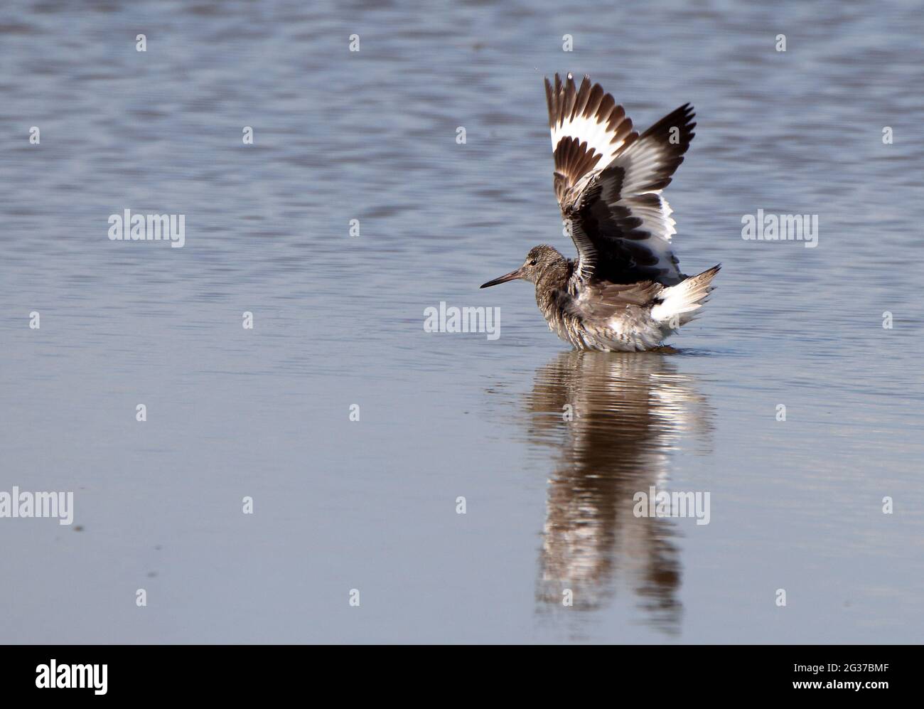 Godwit revolotear sus alas mientras se encuentra en un pantano de agua salada poco profundo Foto de stock