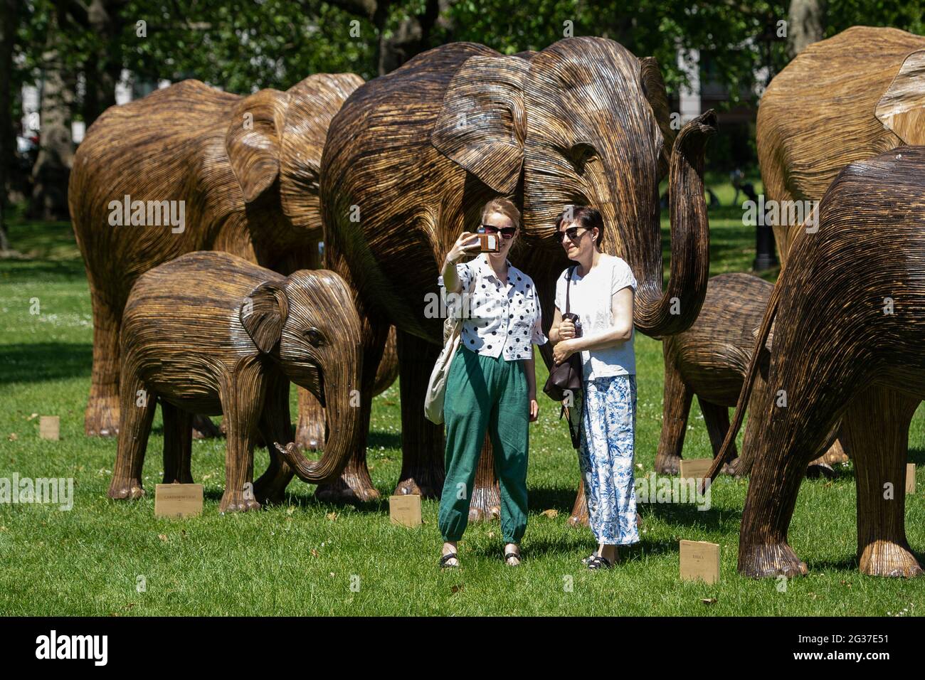 La gente toma un selife junto a esculturas de Coexistence, una exposición de arte ambiental que incluye 100 elefantes asiáticos de tamaño vivo en Green Park, Londres, mientras el clima caliente continúa, con pronosticadores advirtiendo del riesgo de las duchas de thundery hacia el final de la semana. Foto de stock