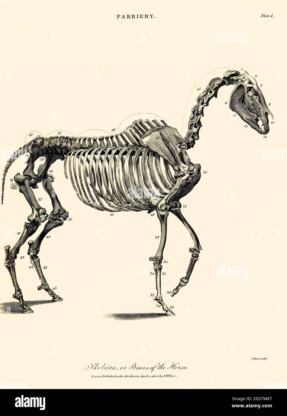 Esqueleto de caballo dibujo fotografías e imágenes de alta resolución