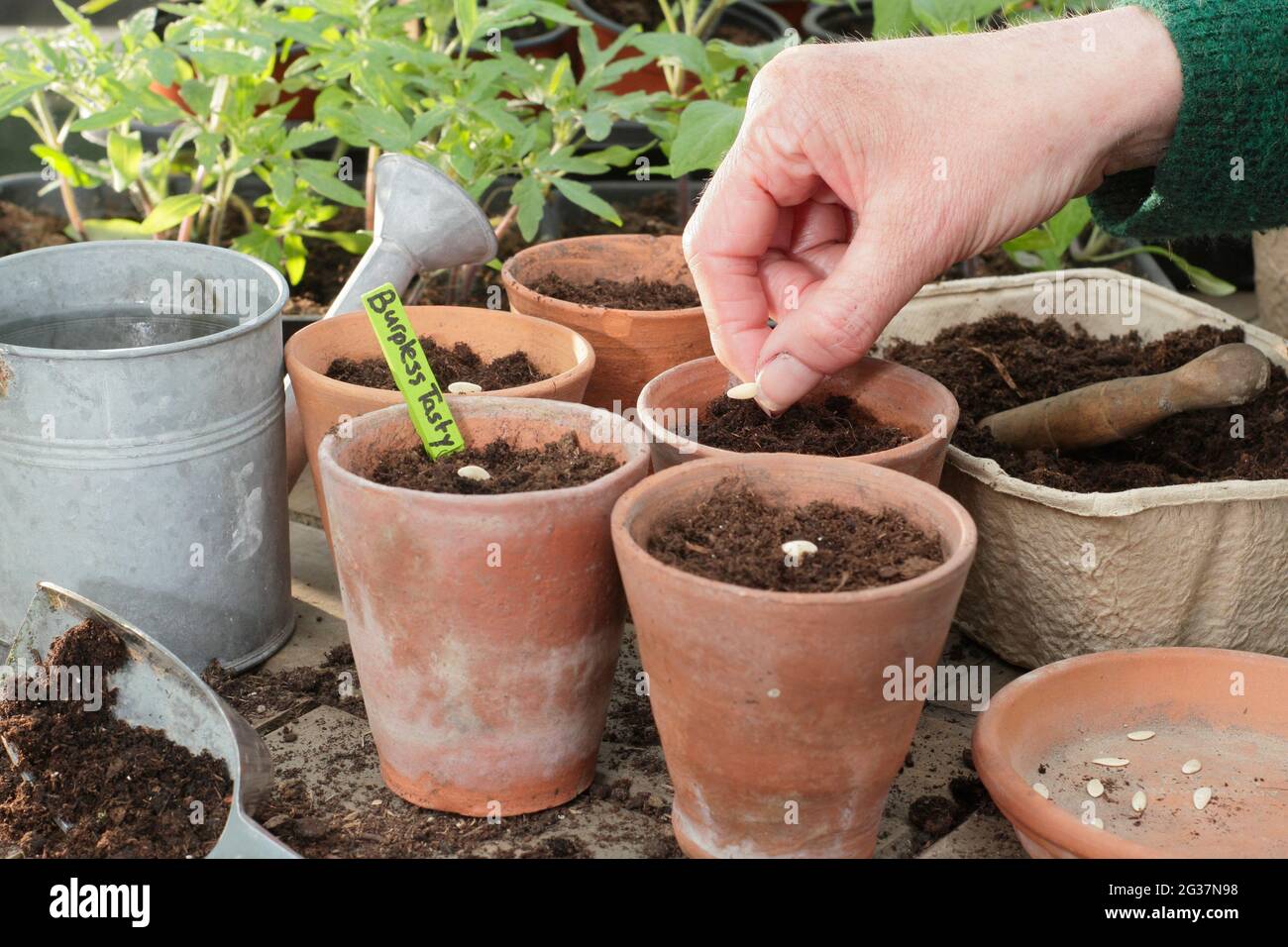 Siembra de pepinos. Mujer empezando con semillas de pepino - Cucumis sativus 'Verde Desempanado Saboso' individualmente en ollas de arcilla. REINO UNIDO Foto de stock