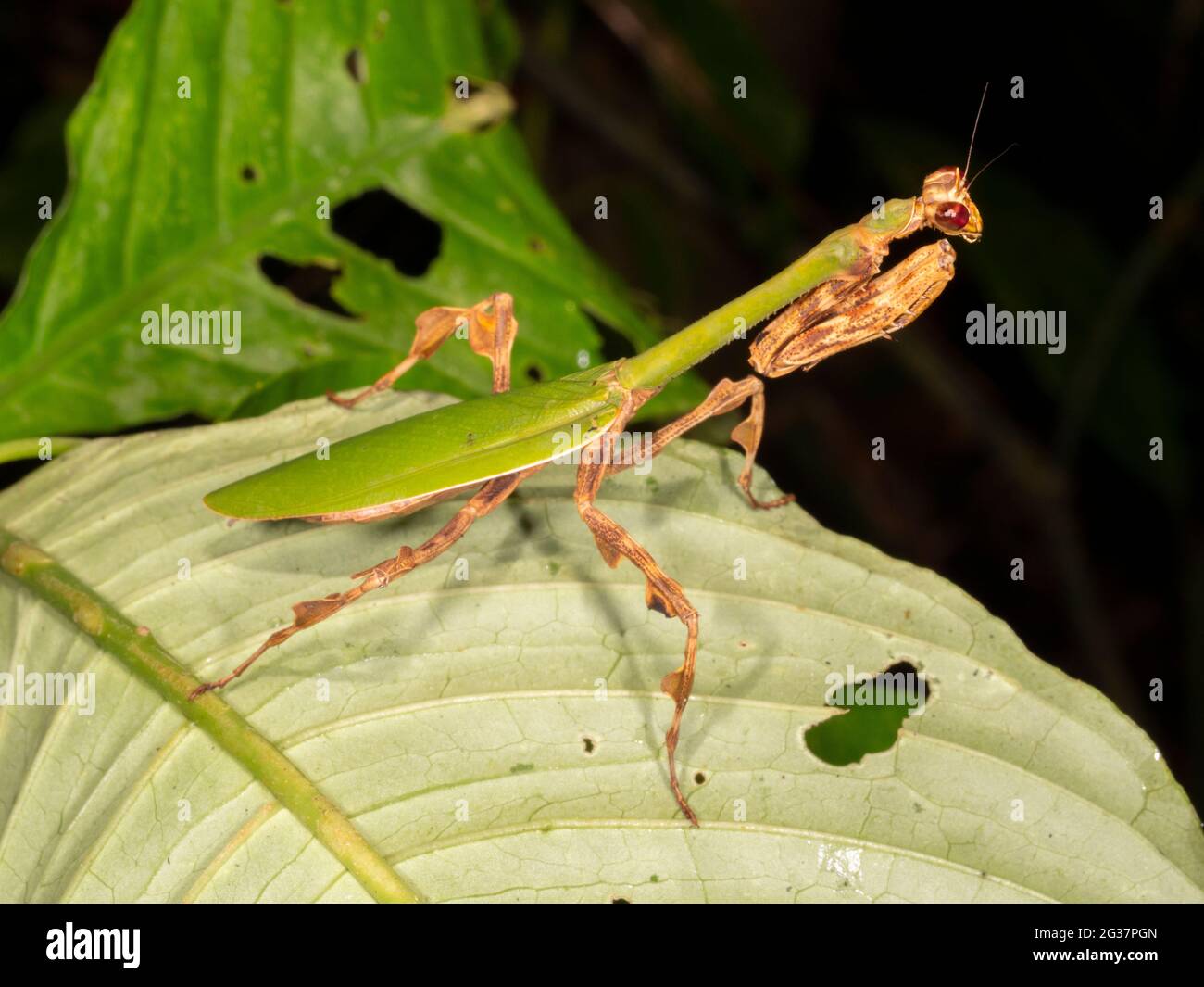 Mantis unicornio (Vates sp.) en el sotobosque lluvioso, provincia de Morona Santiago, Ecuador Foto de stock