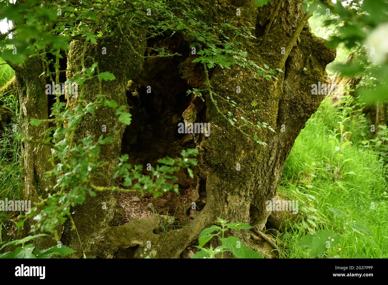 Cavidad hueca en la base de un viejo árbol de fresno, raíces y rocas visibles utilizados por los animales para refugiarse de Elements.Wiltshire.UK Foto de stock