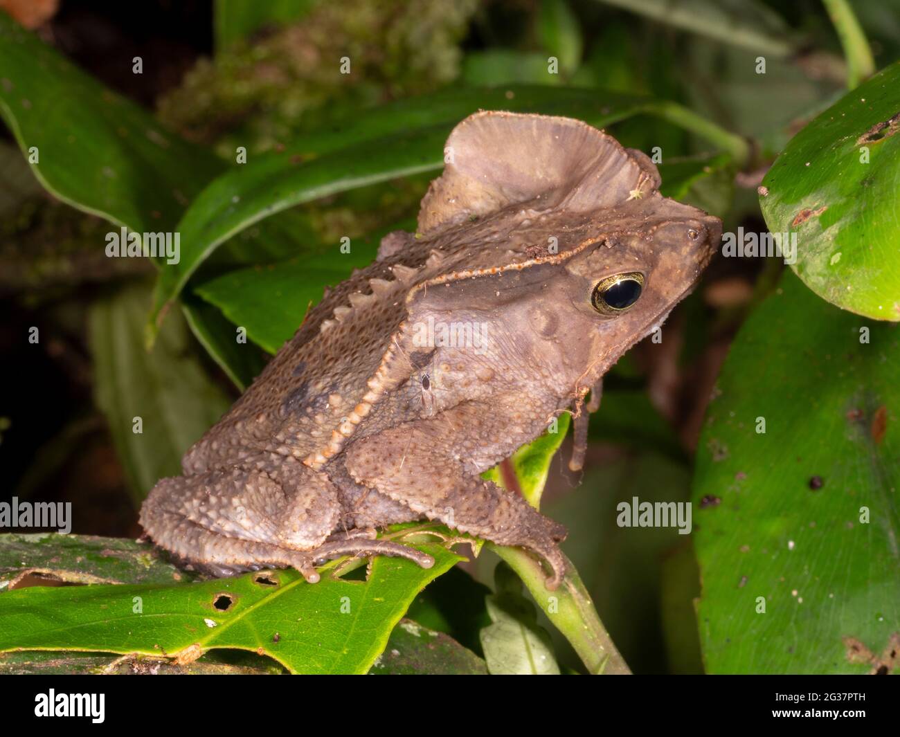 Bosque Crested Toad (Rhinella margaritifera), provincia de Morona Santiago, Ecuador Foto de stock