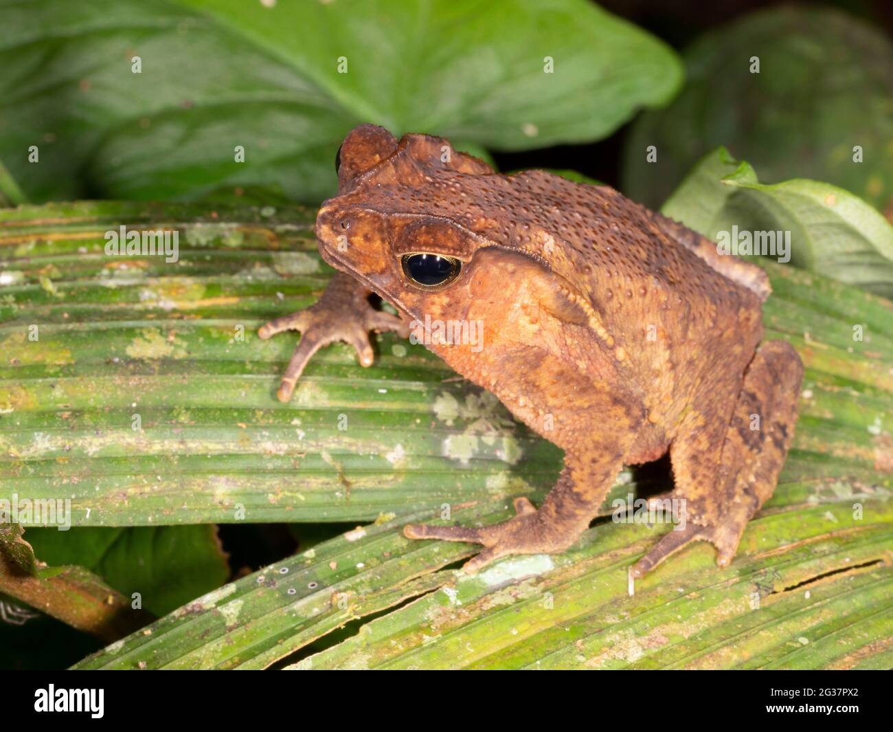 Bosque Crested Toad (Rhinella margaritifera), provincia de Morona Santiago, Ecuador Foto de stock