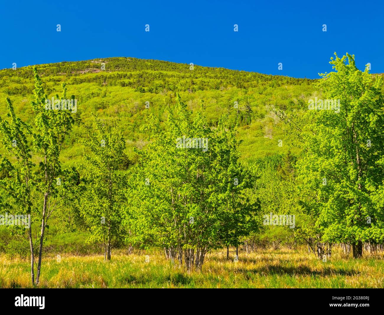 Jessup Trail, jardines silvestres de Acadia, el Parque Nacional de Acadia, Maine, EE.UU. Foto de stock