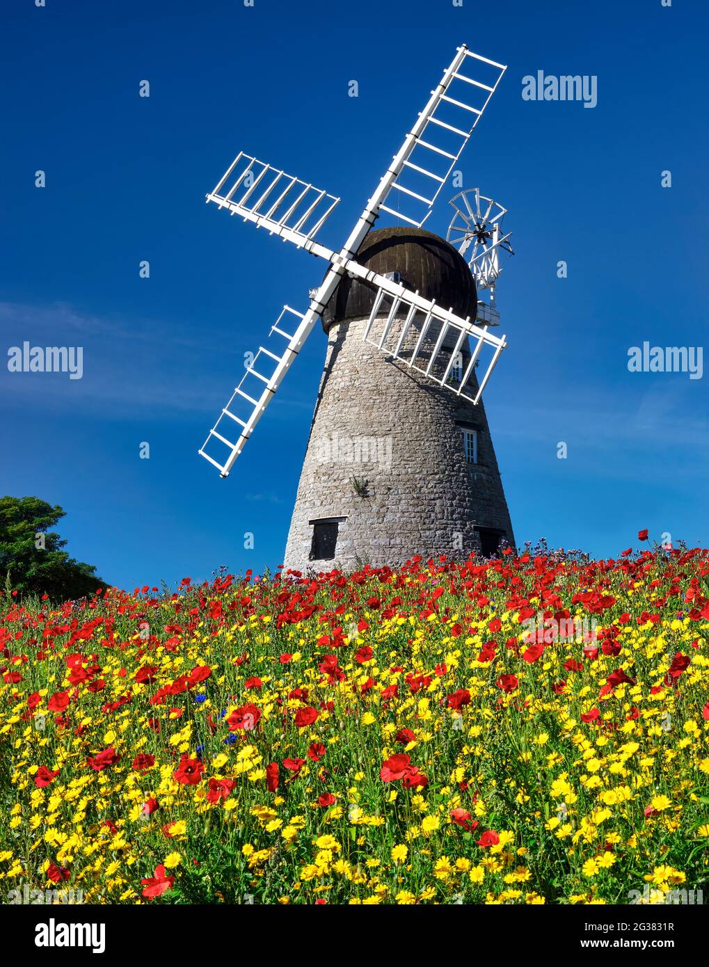 Flores silvestres de verano frente a Whitburn Windmill, Whitburn, South Tyneside, Inglaterra, Reino Unido Foto de stock