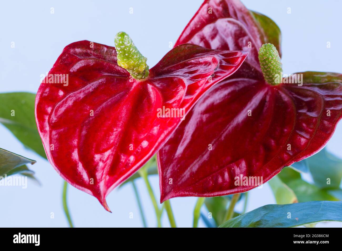 Rojo Anthurium Flor Flamingo aislado sobre fondo azul. Anthurium es un género de unas 1000 especies de plantas con flores, el género más grande del género Foto de stock