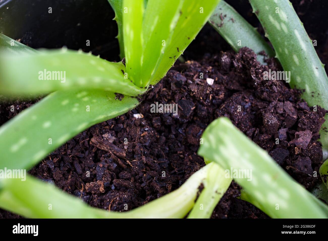 Pequeños plantones de aloe vera en una olla. Aloe vera es una especie de planta suculenta del género Aloe. Perenne, originaria del P Arábigo Foto de stock