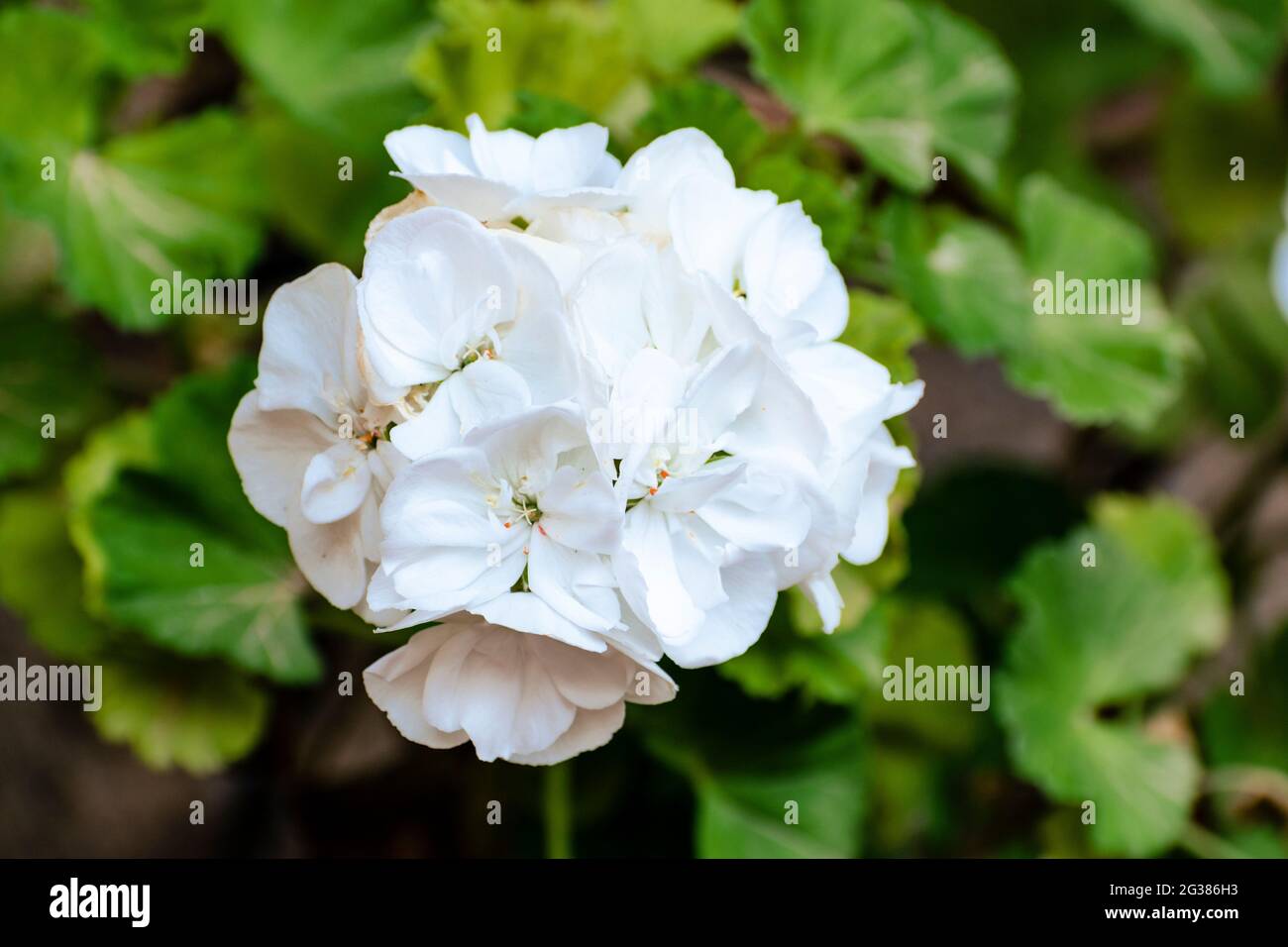 Jardín Geranio Flor. Pelargonium es un género de plantas con flores que  incluye cerca de 280 especies de plantas perennes, suculentas y arbustos,  comúnmente kn Fotografía de stock - Alamy