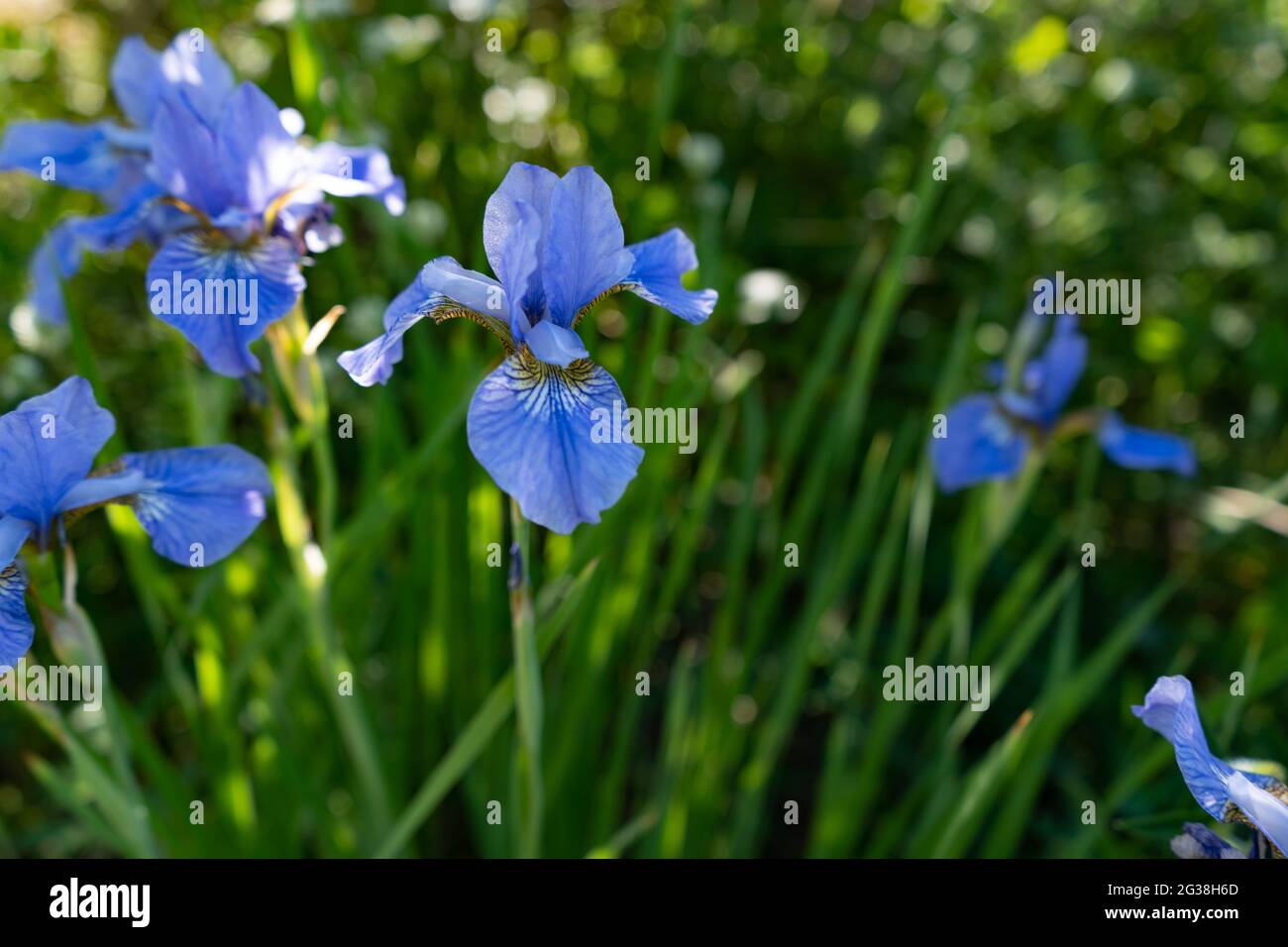 Botánica: Flores de Iris Azul en el lecho de flores en un hermoso día soleado, jardinería de verano Foto de stock