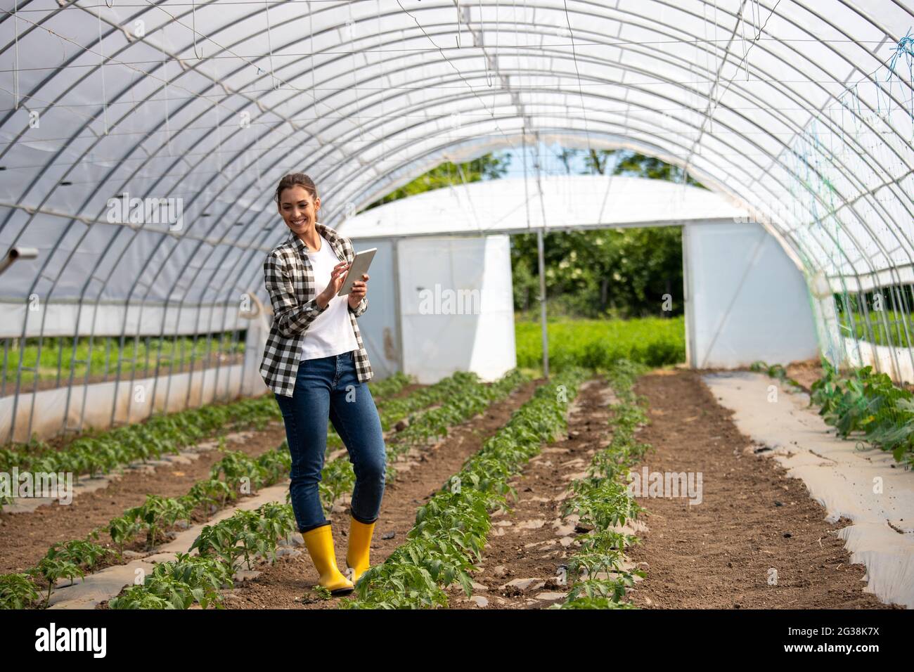 Mujer campesina que se encuentra en el control de invernadero del progreso de la planta de tomate. Ingeniero que utiliza la tecnología moderna de las tabletas en la producción de alimentos. Foto de stock