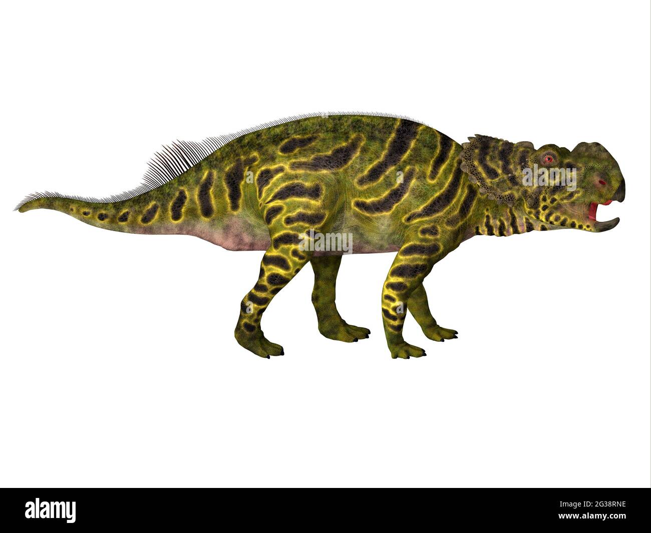 Pachyrhinosaurus era un dinosaurio herbívoro ceratopsiano que vivió en Alberta, Canadá durante el período Cretácico. Foto de stock