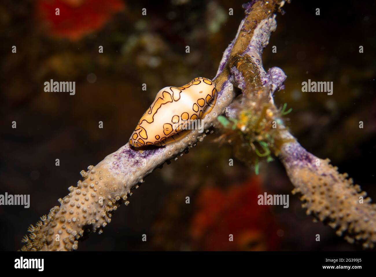 Lengua flamenca en un coral, fotografía submarina en Cozumel México Foto de stock