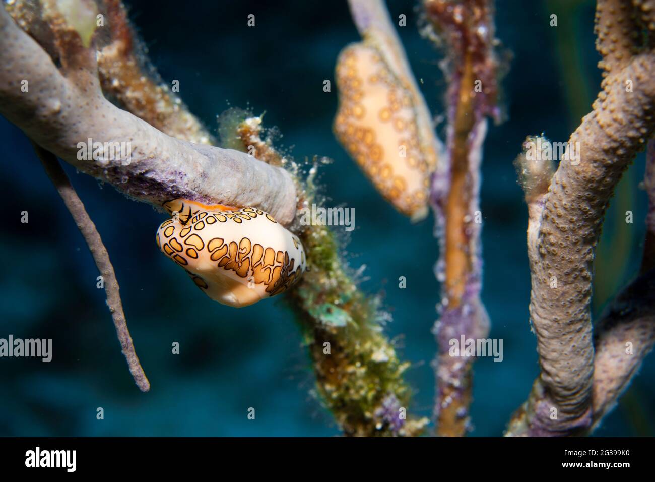 Lengua flamenca en un coral, fotografía submarina en Cozumel México Foto de stock