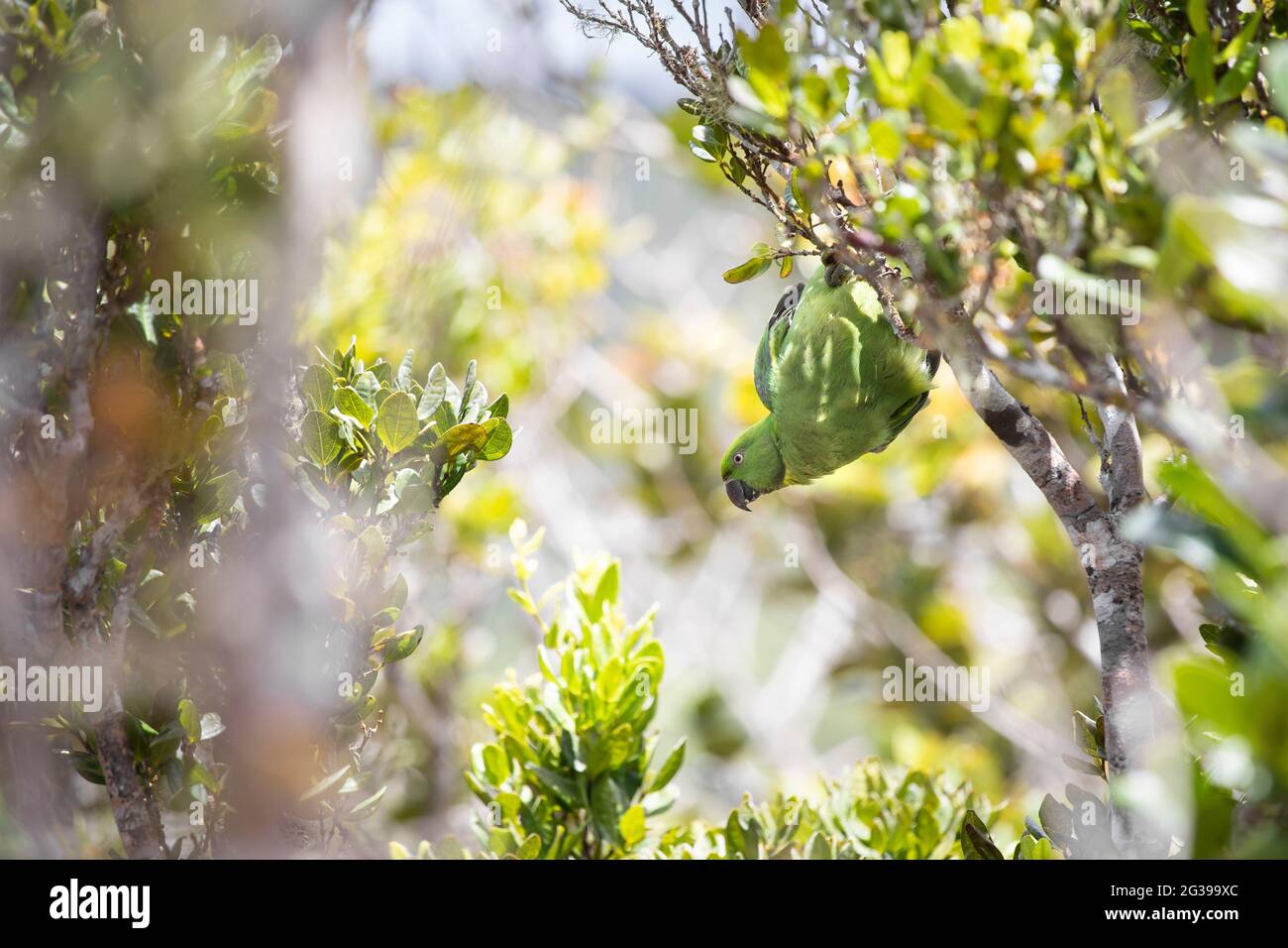 Echo parakeet en el Parque Nacional de las Gargantas del Río Negro de Mauricio Foto de stock