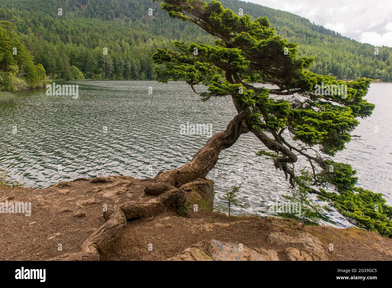 Un abetos Douglas en forma de viento que se apoya sobre la orilla del Lago Cascade en el Parque Estatal Moran en la Isla Orcas, en las Islas San Juan en el Estado de Washington Foto de stock