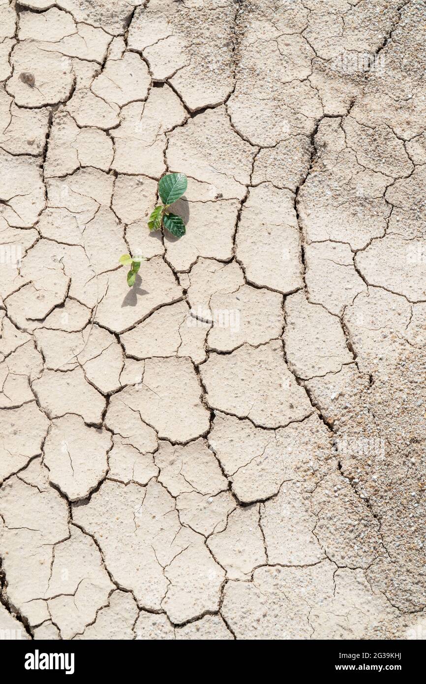 La planta sobrevive en un terreno seco y condiciones de sequía Foto de stock