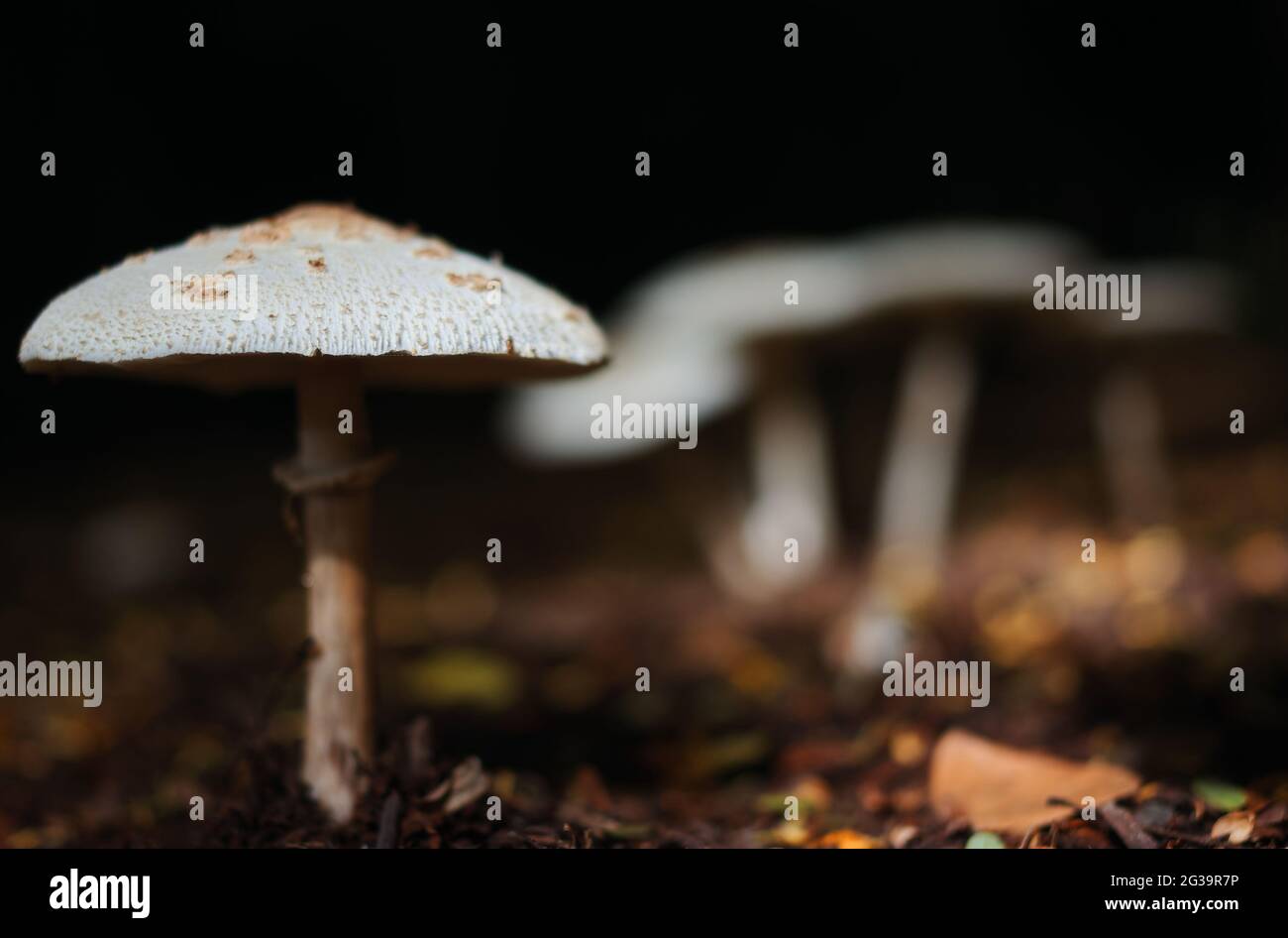Las setas en el bosque Foto de stock