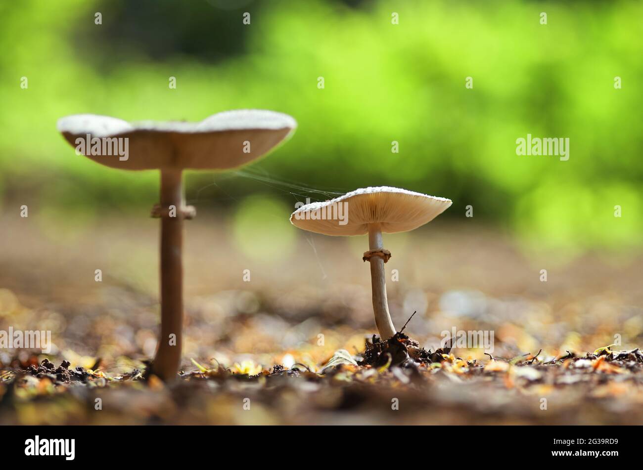 Las setas en el bosque Foto de stock