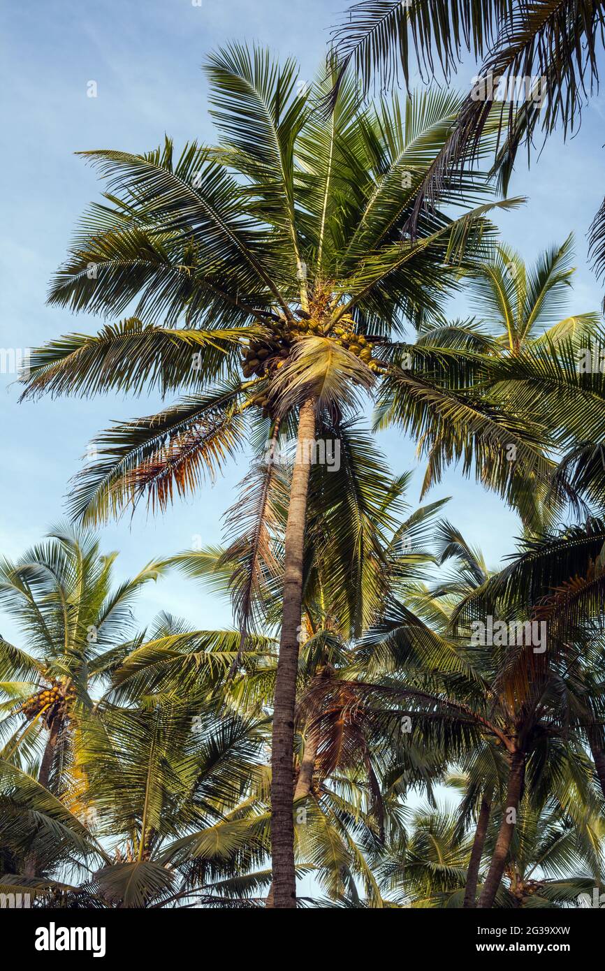 Cerca de bonitas frondas en palmeras de coco con cielo azul, Agonda, Goa, India Foto de stock