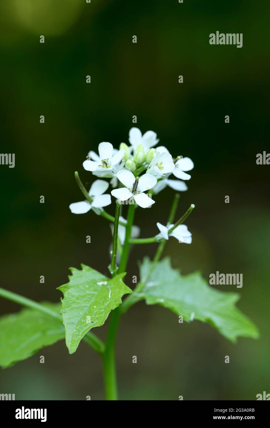 Alliaria petiolata ajo (mostaza) Foto de stock