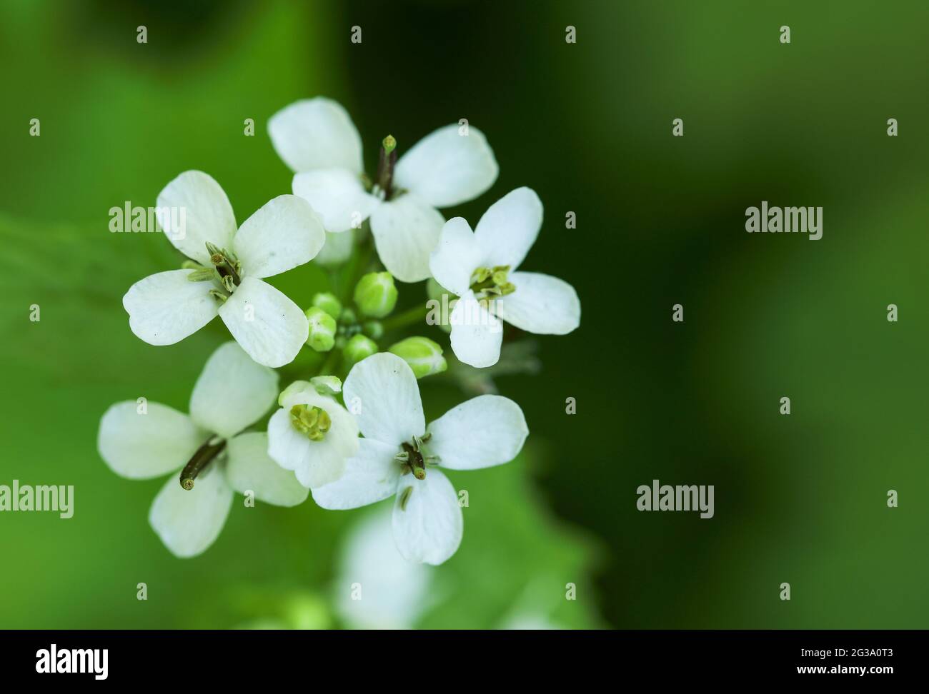 Alliaria petiolata ajo (mostaza) Foto de stock