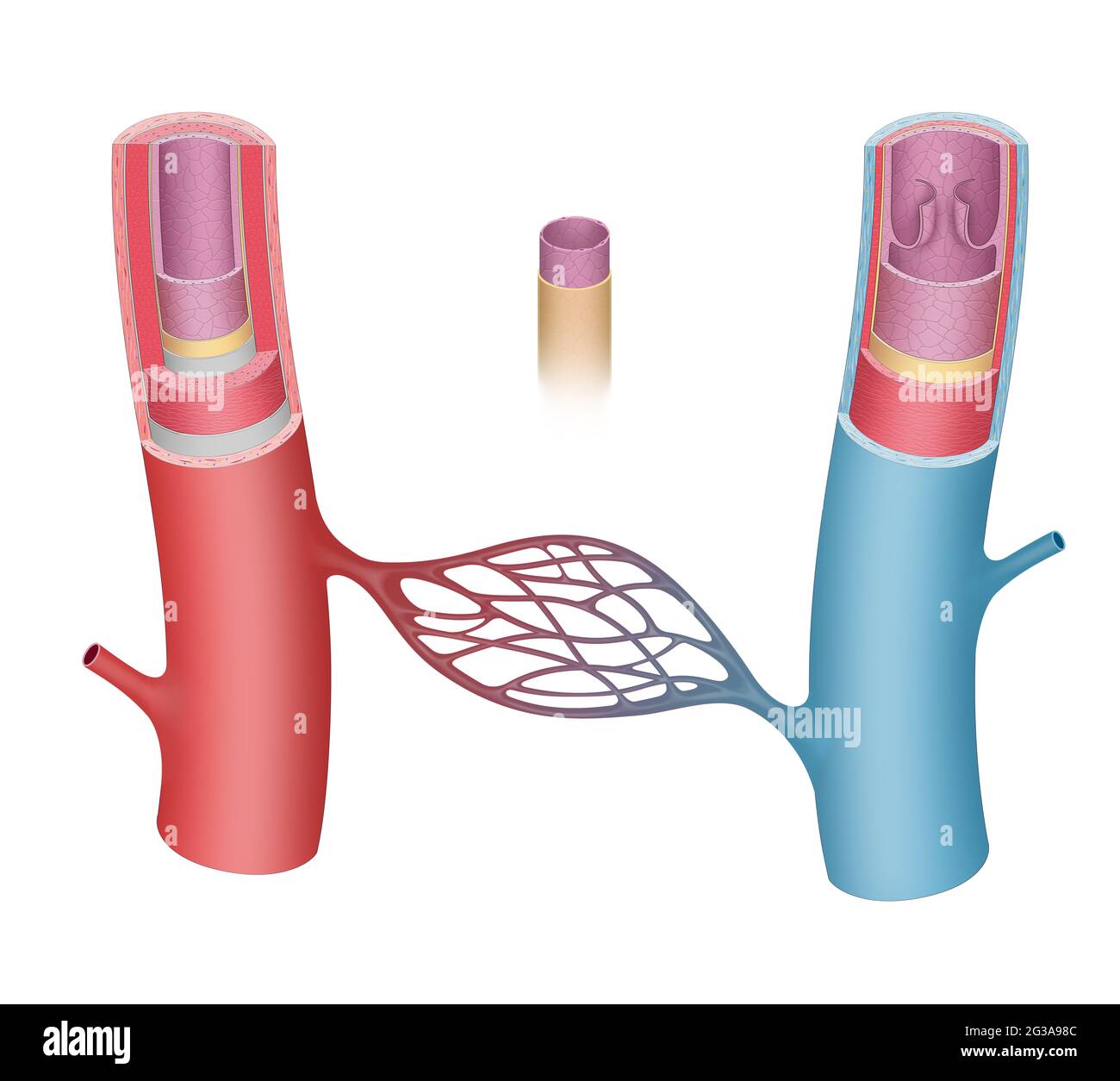 Anatomía de los vasos sanguíneos. Las arterias y venas tienen tres capas.  La capa media es más gruesa en las arterias que en las venas Fotografía de  stock - Alamy