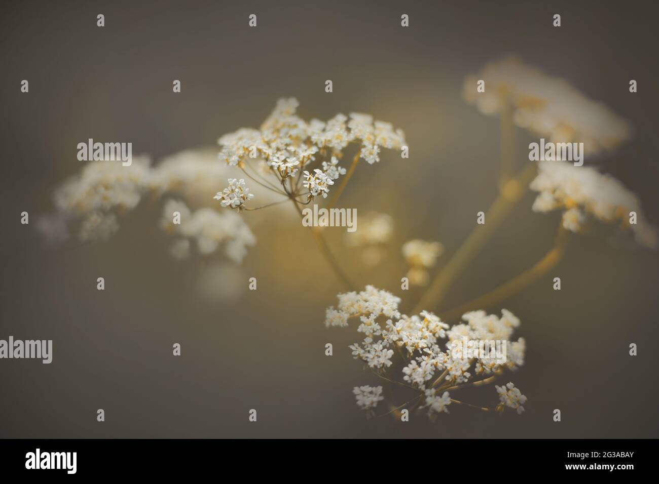 Delicadas flores blancas de zanahoria florecen en tallos delgados en el campo, iluminadas por la luz del sol. Naturaleza. Macro Foto de stock