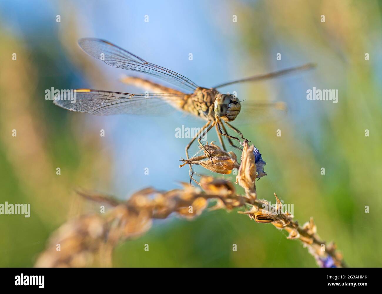 Primer plano macro detalle de libélula errante Pantala flavescens sobre tallo vegetal sobre hierba en jardín Foto de stock