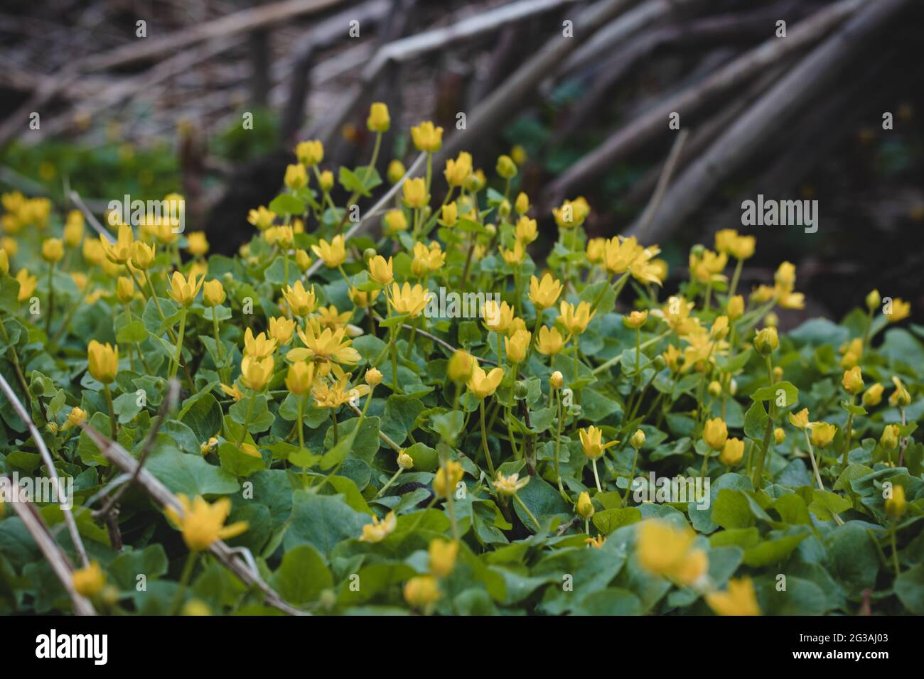 Ficaria verna bulbifera en bosques de planicies inundables. Pilewort de  flores marinas amarillo-verdes en la zona del río Odra, en bosques de  planicies inundables en el este de la República Checa Fotografía