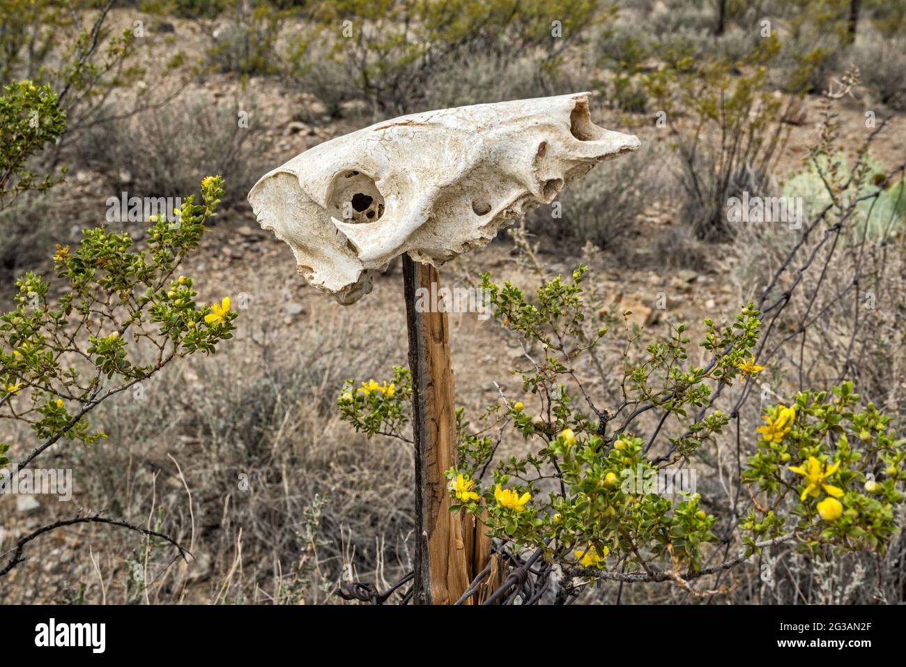 Cráneo animal, arbusto de creosota en flor, en el campamento de McGuirks Tanks, área de El Solitario, Parque Estatal Big Bend Ranch, Texas, Estados Unidos Foto de stock