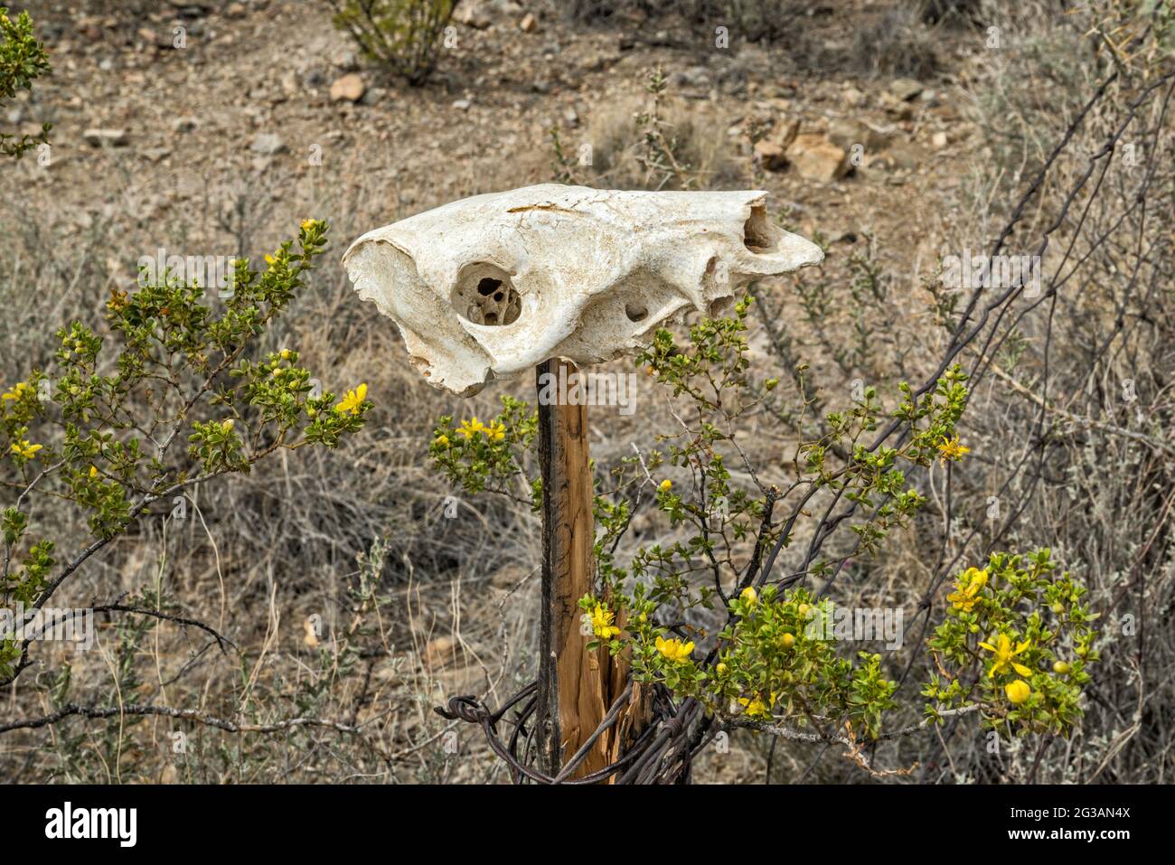 Cráneo animal, arbusto de creosota en flor, en el campamento de McGuirks Tanks, área de El Solitario, Parque Estatal Big Bend Ranch, Texas, Estados Unidos Foto de stock