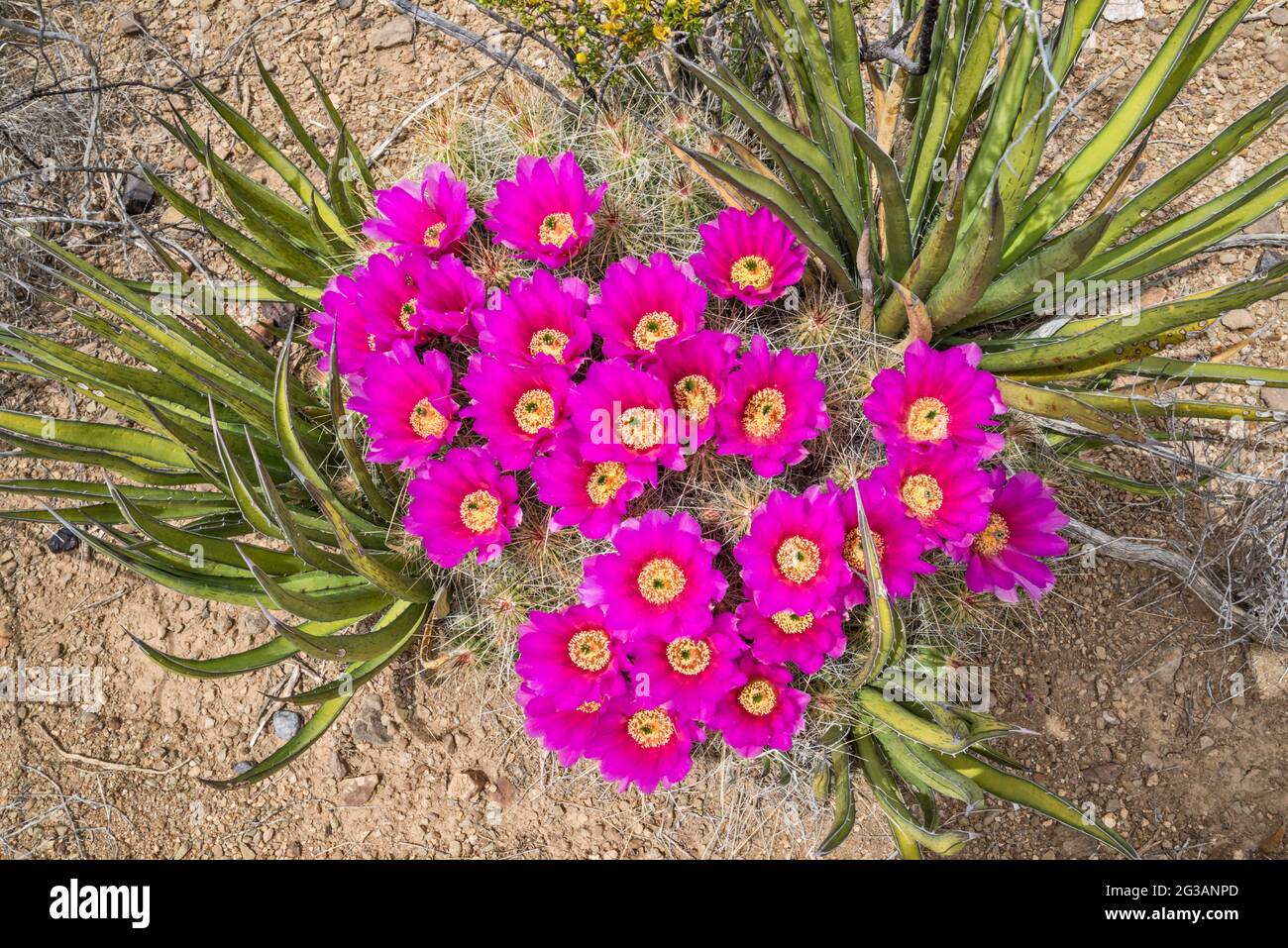 Cactus de fresa, agaves de lechuguilla en flor, área de El Solitario, Parque Estatal Big Bend Ranch, Texas, Estados Unidos Foto de stock