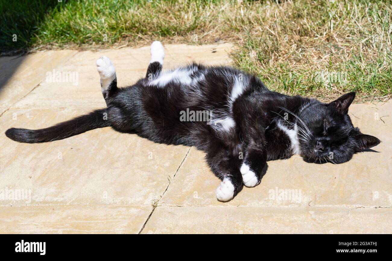 Tavistock, Devon, Reino Unido. 15th de junio de 2021. Clima en el Reino Unido: Maddie el gato se empapa del glorioso sol caliente en el jardín trasero de su casa cerca de Tavistock a medida que las temperaturas se elevan. Crédito: Celia McMahon/Alamy Live News Foto de stock
