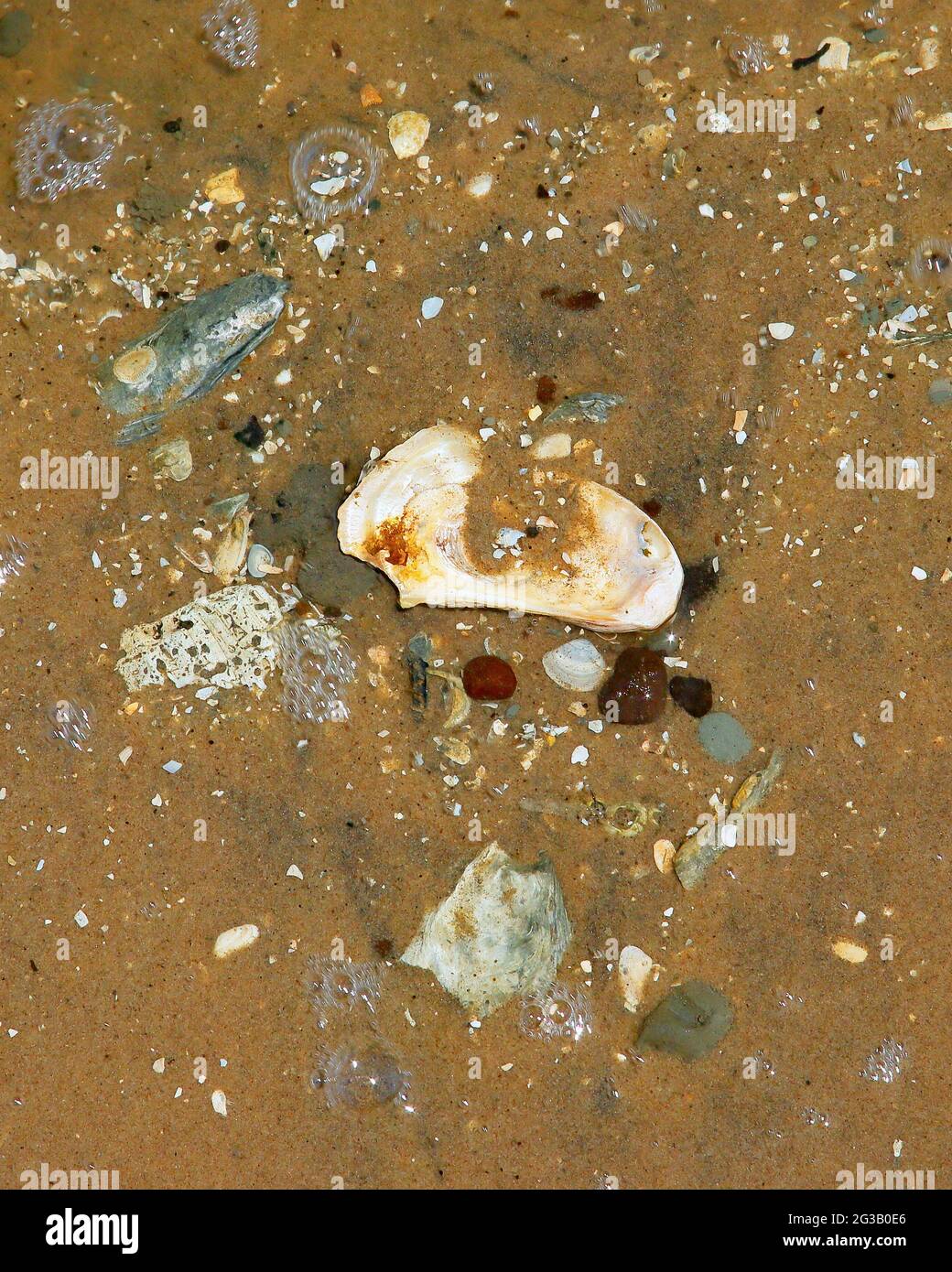 Conchas de mar, piedras en arena de playa húmeda, múltiples colores con agua en movimiento y burbujas alrededor de las piedras Foto de stock