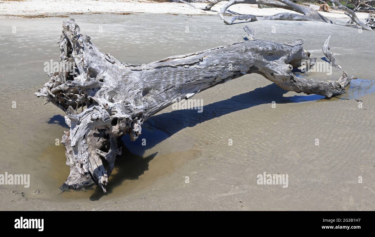 Gran ramal de madera que se extiende a lo largo de una playa Foto de stock