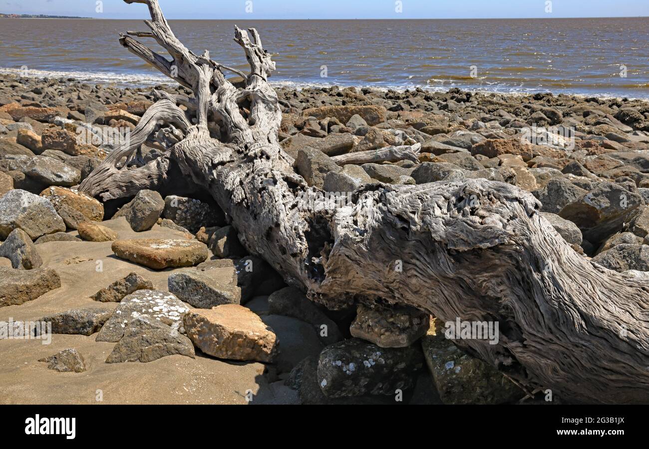 Gran ramal de madera que se extiende a lo largo de una playa Foto de stock