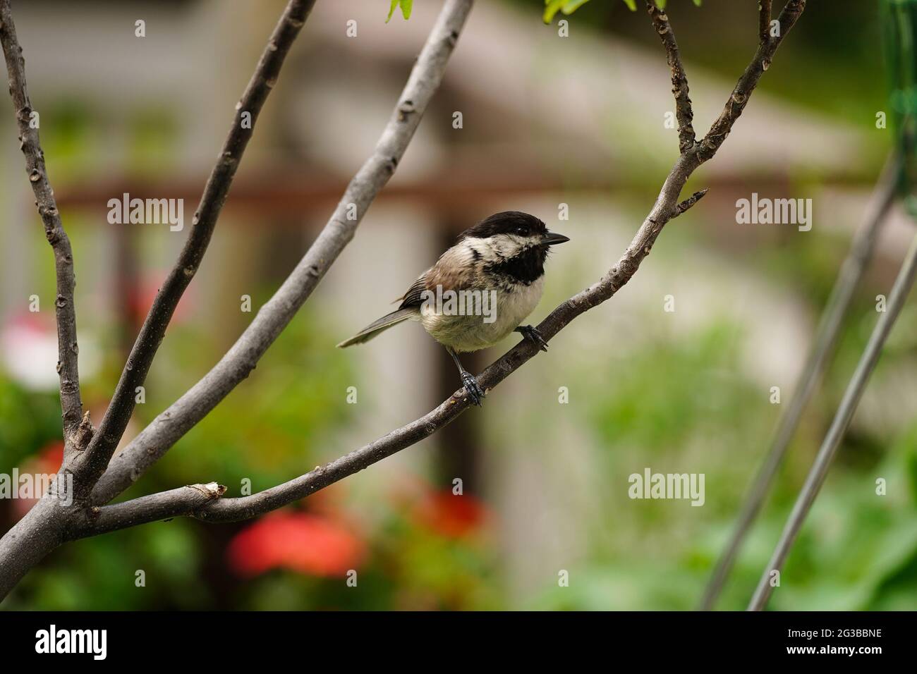 Black capped Chickadee - aves de verano en el patio trasero, enfoque selectivo Foto de stock