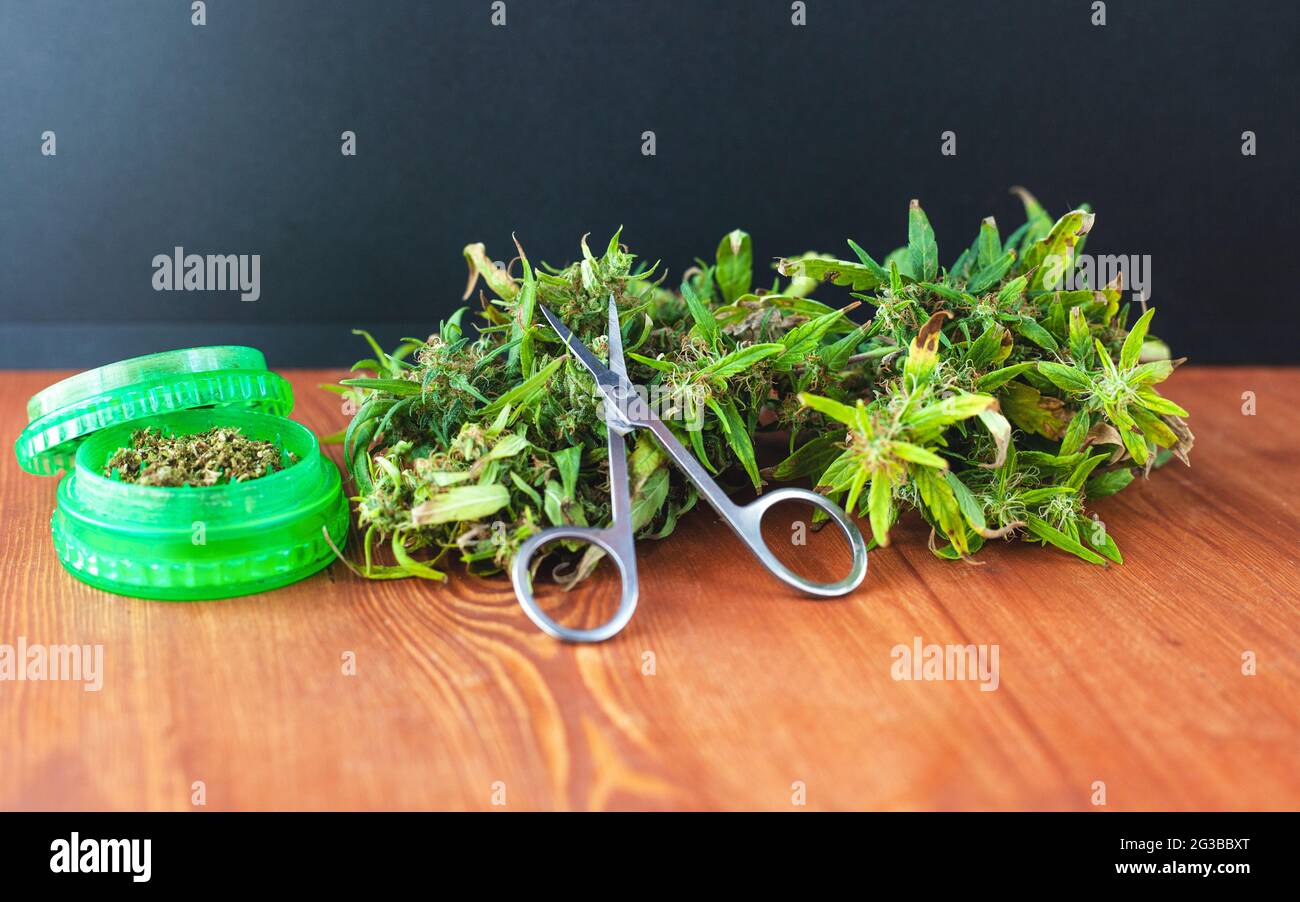 moler las yemas de cannabis con un molinillo para el consumo. Foto de stock