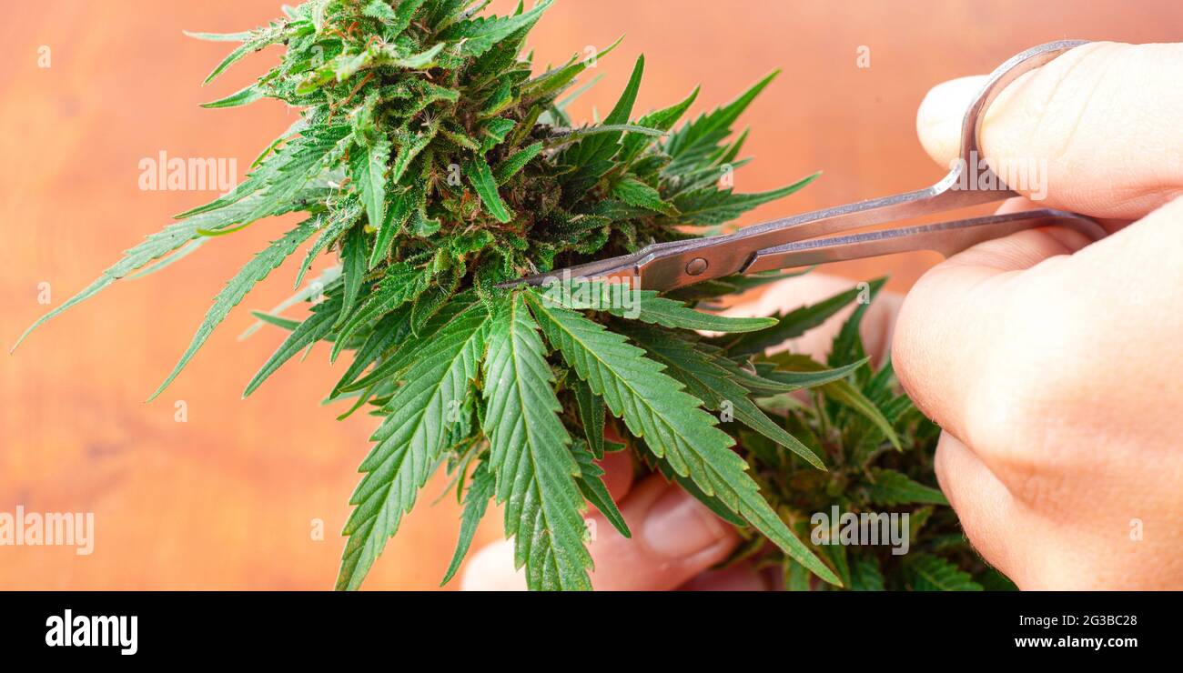mano con tijeras cortando marihuana, recortando brotes de cannabis. Foto de stock