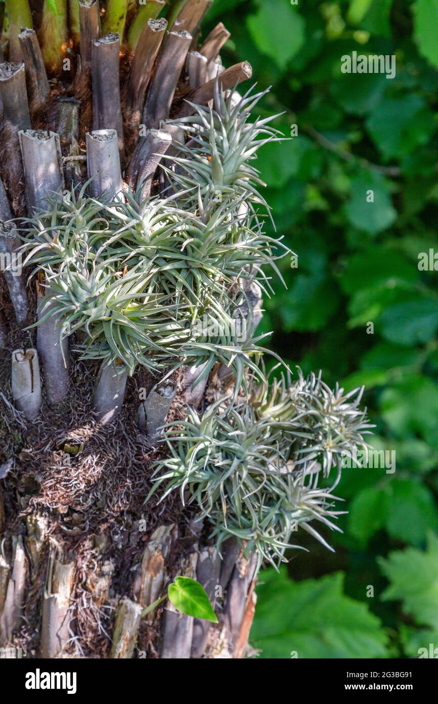 Plantas de aire (Tillandsia spp) creciendo en el tronco de un helecho arborícola. (Dicksonia antarctica). El árbol proporciona apoyo, no un medio de crecimiento. Foto de stock