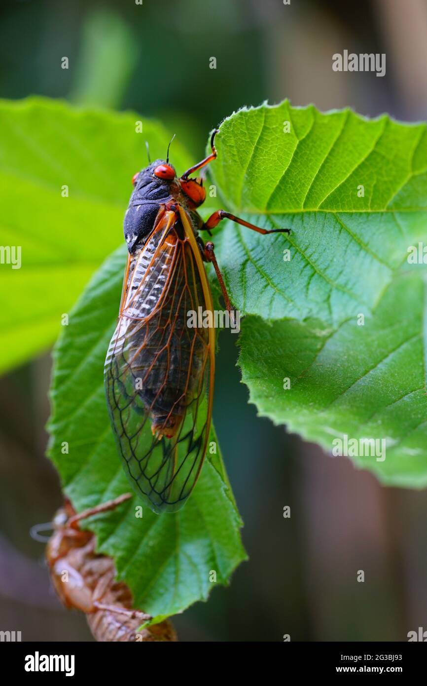 Camada x cigarras fotografías e imágenes de alta resolución Alamy