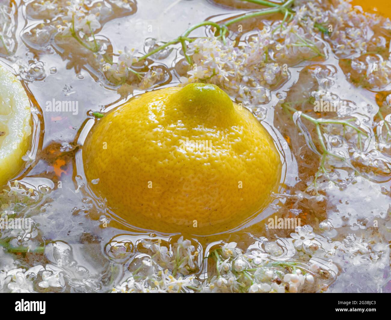 Flores de flor de saúco y limón en agua para hacer flor de saúco cordial. Foto de stock