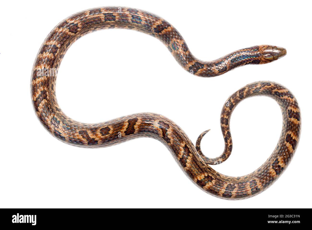 Serpiente de Tierra Grande (Atractus Major) Provincia de Orellana, Ecuador Foto de stock