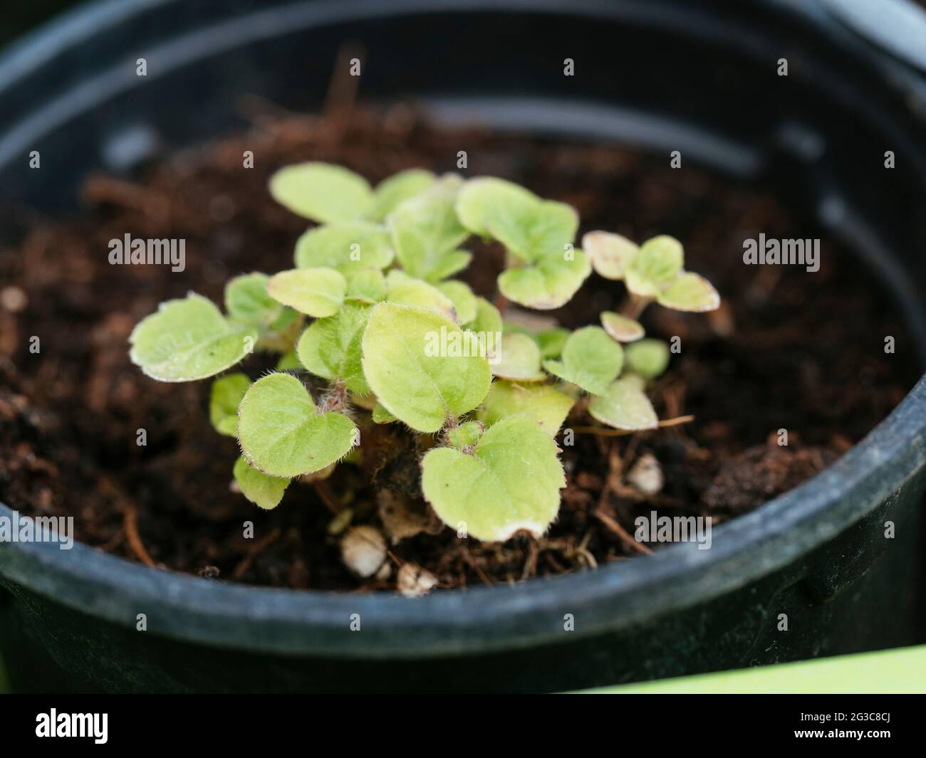 Plantones de maudlin azul (ageratum houstonianum) Foto de stock