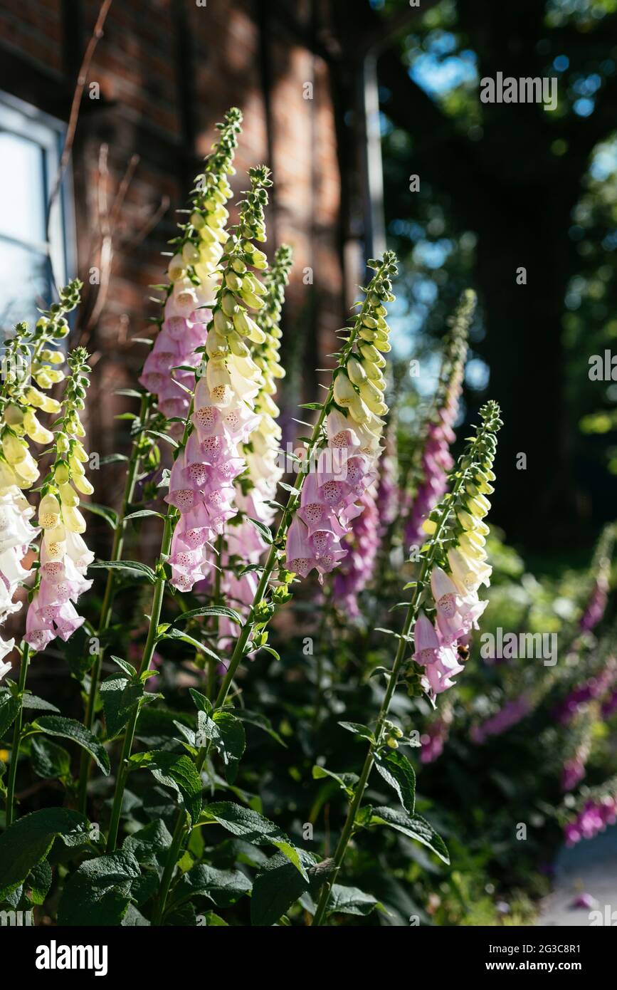 Foxglove (digitalis purpurea) flores en una antigua granja Foto de stock