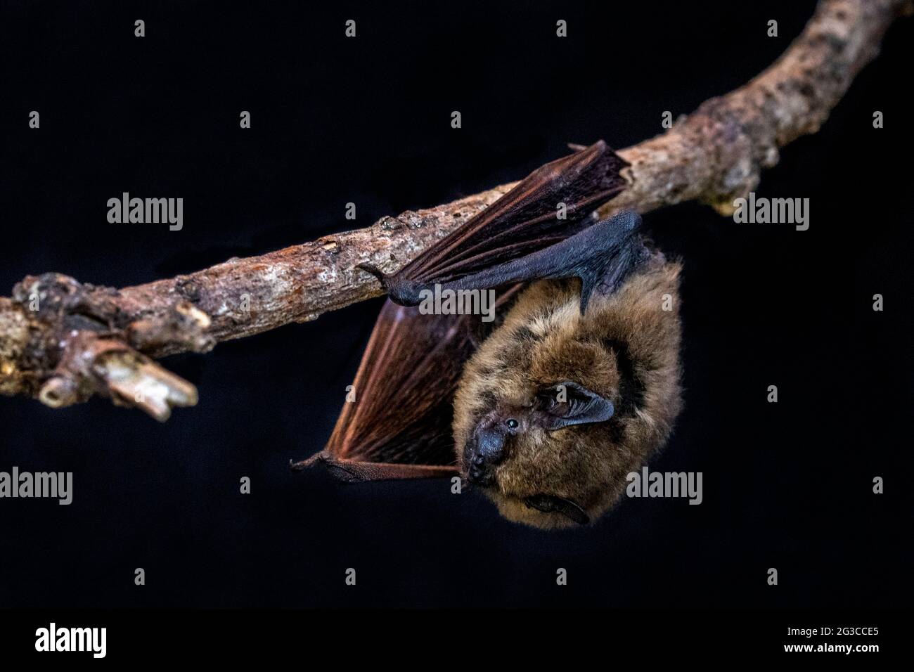 Bat de Pipistrello Común (Pipistrellus pipistrellus) Foto de stock